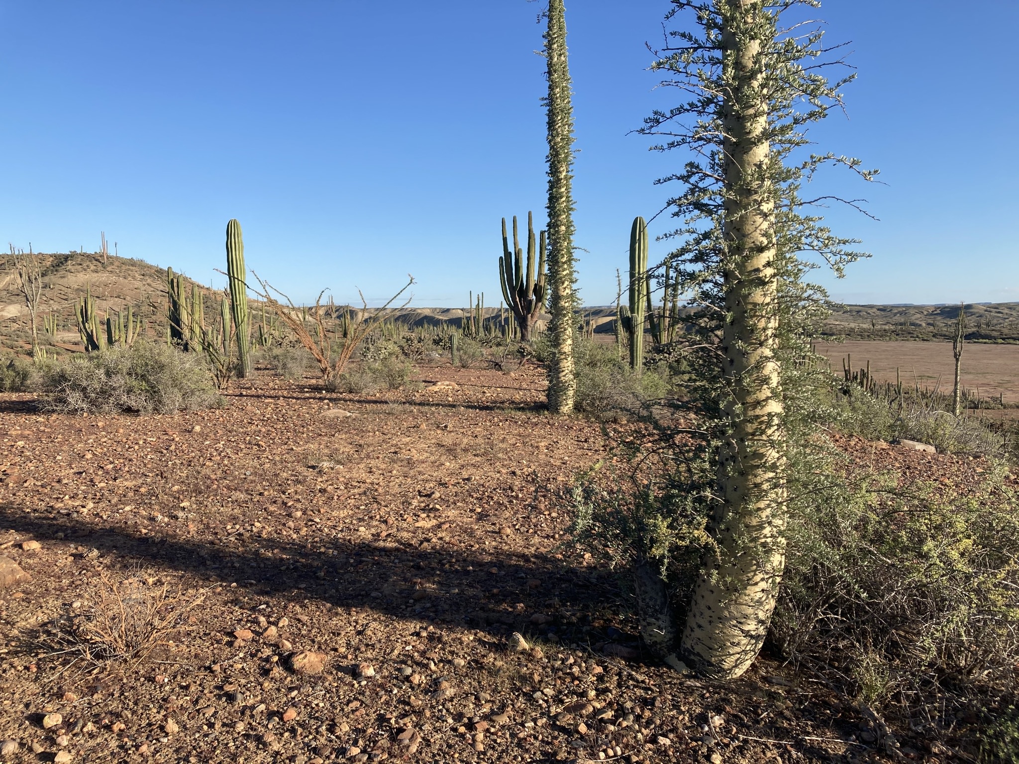 Fouquieria columnaris
